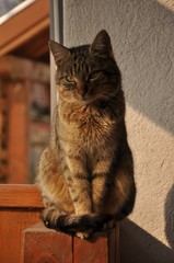 domestic cat (Felis catus)  © bobycici