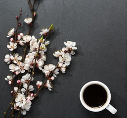 Cup of coffee and blooming tree branches with apricot  flowers on black slate background.