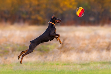 Brown doberman pinscher jump for toy