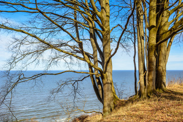 Group of trees growing on the cliff under blue sky. Jastrzebia Gora. Baltic Sea. Poland. 