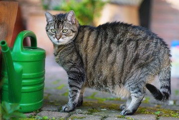 Cat in the garden next to a watering can
