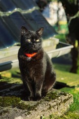 Black cat enjoying a sunny afternoon in the garden of his house