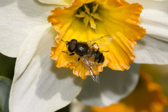 Osterblume mit Fliege