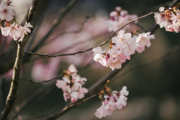 Kirschbl&uuml;ten in Hannover