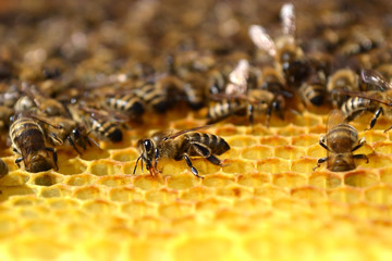 The bee eats honey 