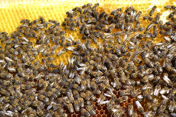 Bee swarm in the hive