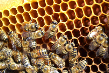 Bees in the honeycombs