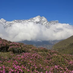 Poster Spring scene in Namche Bazar, Everest National Park, Nepal. Pink wildflowers and snow capped mountain. © u.perreten