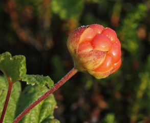 Ripe Cloudberry Rubus chamaemorus in Finland.
