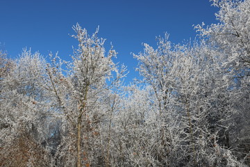 Bäume im Winter