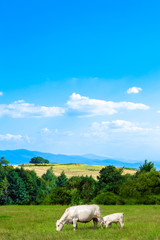 White cow on a background of mountains