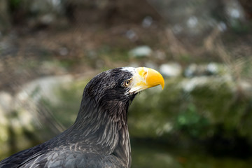 The portrait of Stellers sea eagle (Haliaeetus pelagicus)