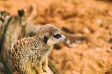 Fototapeta premium Life of suricates in a captivity.