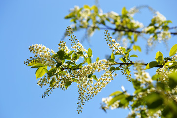 White blossoms in spring
