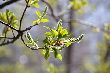 First spring signs