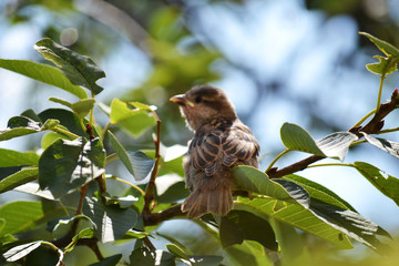  Inexperienced nestling sparrow