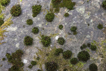 Green moss growing on the gray stone