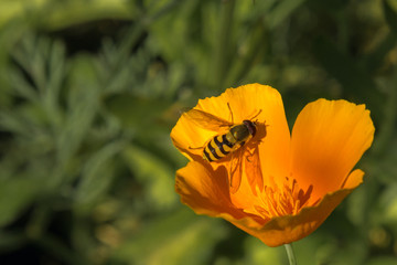 one yellow  flower with insects on a summer sunny day in the garden