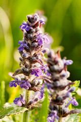 Purple flowers of field