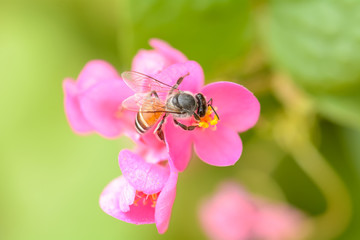 Bee eating pollen from flower on a nature background.