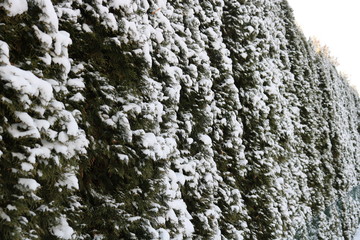 Fototapeta premium Hecke im Winter