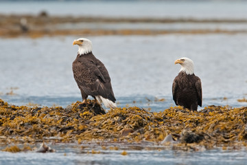 bald eagle, haliaeetus leucocephalus, Alaska