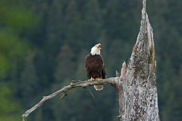 bald eagle, haliaeetus leucocephalus, Alaska