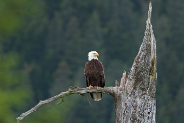 bald eagle, haliaeetus leucocephalus, Alaska