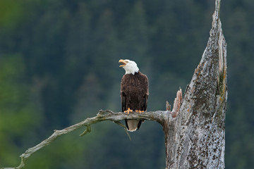 bald eagle, haliaeetus leucocephalus, Alaska