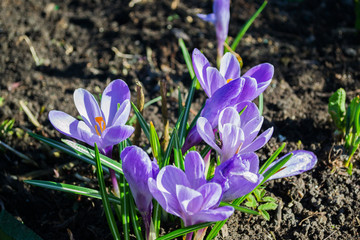 Crocus flowers on spring in the garden.