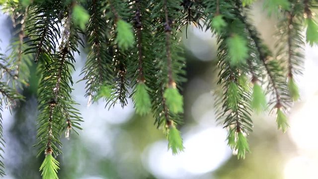 Closeup of beautiful spring branch of evergreen tree moving on wind slowly in sunset light. Real time full hd video footage.