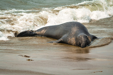 Elephant seal 