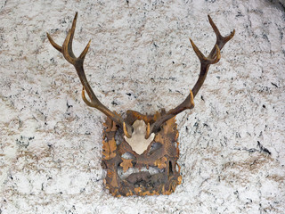 Big antlers on a stone wall of ancient medieval castle