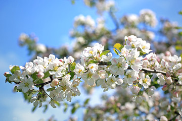 White Apple Tree Flowers Against Blue Sky