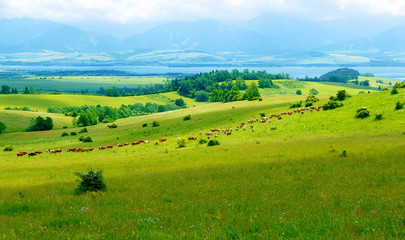 Cow herd grazing on a beautiful green meadow, with mountains in background.