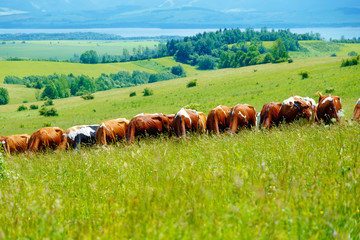 Cow herd grazing on a beautiful green meadow, with mountains in background.