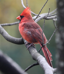 Cardinal m&acirc;le