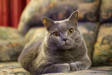Chartreux