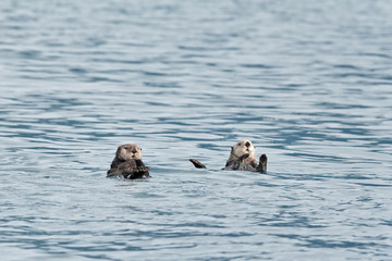 sea otter, enhydra lutris, Alaska