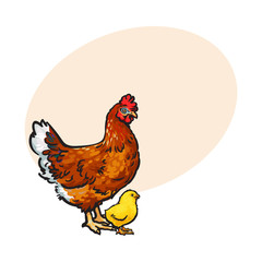 Hand drawn brown hen and little yellow newborn chicken, sketch style vector illustrationwith place for textHand drawn, sketched illustration of little chick and big hen, chicken