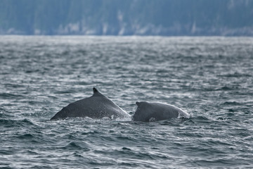 Fototapeta premium humpback whale, megaptera novaeangliae, Alaska