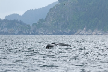 Fototapeta premium humpback whale, megaptera novaeangliae, Alaska