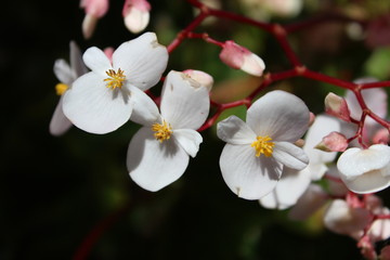 Fototapeta premium White Flower Nature