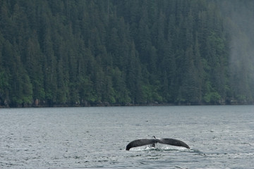 Fototapeta premium humpback whale, megaptera novaeangliae, Alaska