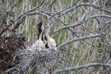 Anhinga, feeding the chicks on the nest.