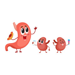 Cute and funny, smiling human stomach and kidney characters, digestive organs, cartoon vector illustration isolated on white background. Healthy human stomach and kidney characters, digestive system