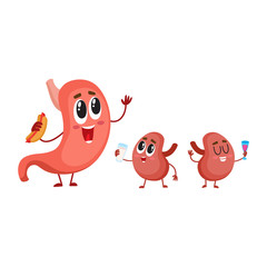Obraz premium Cute and funny, smiling human stomach and kidney characters, digestive organs, cartoon vector illustration isolated on white background. Healthy human stomach and kidney characters, digestive system
