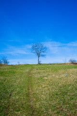 Fototapeta na wymiar Wiosna i wiosenne drzewa