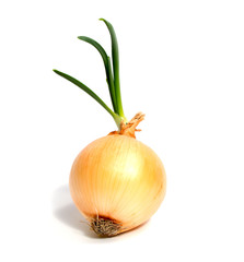 Young fresh onion isolated on a white background.