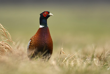 Ringneck Pheasant (Phasianus colchicus)